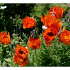 Roter Mohn