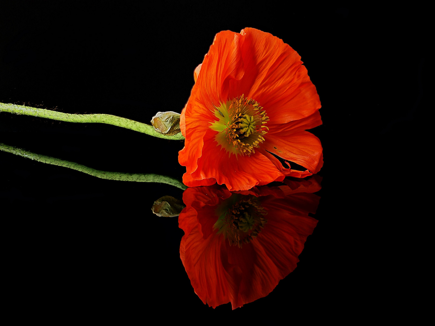 Roter Mohn