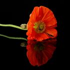 Roter Mohn