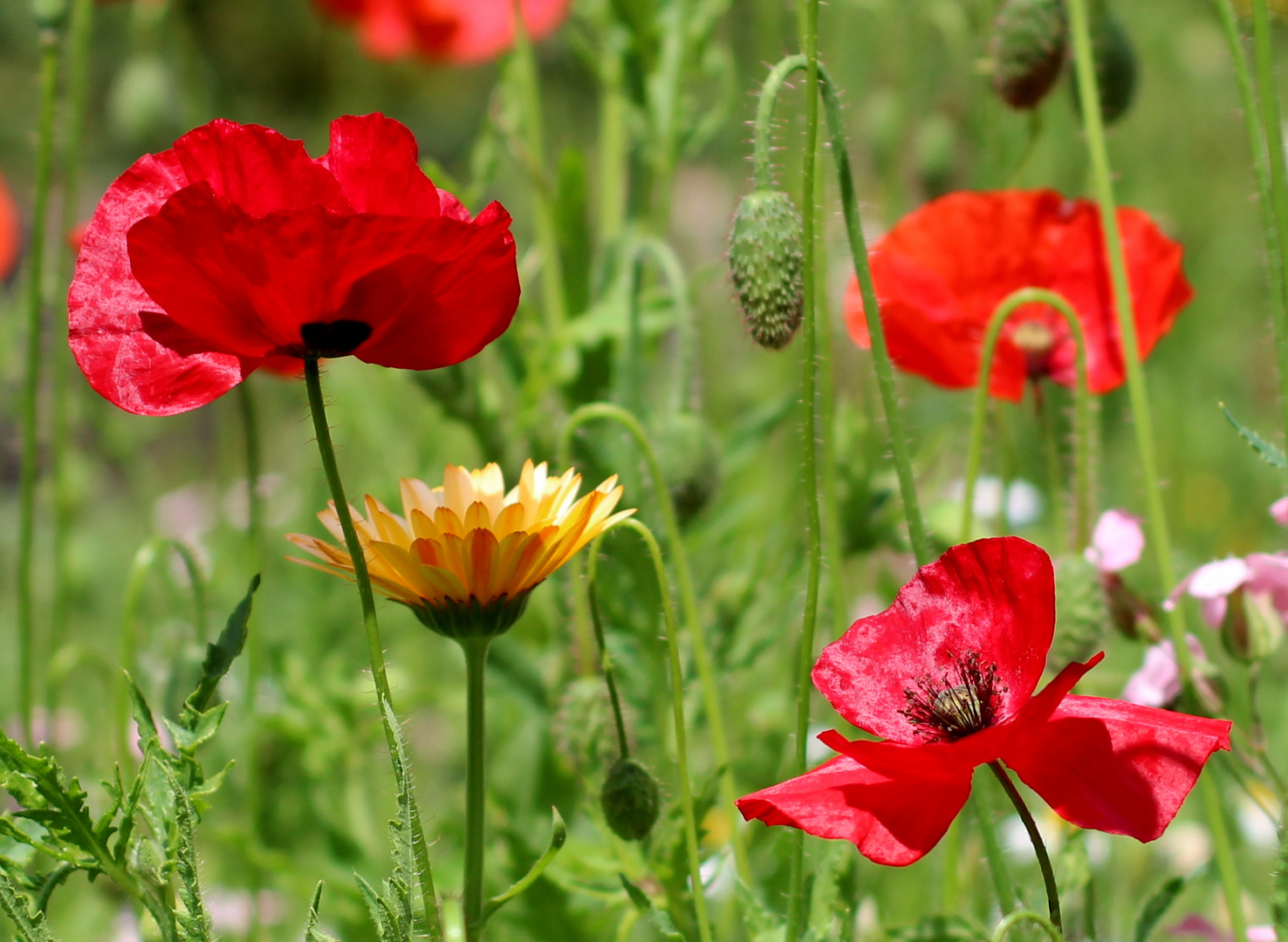 Roter Mohn....