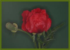 Roter Mohn