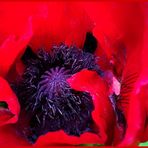 roter Mohn