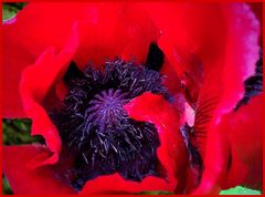 roter Mohn