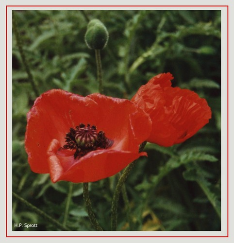 Roter Mohn