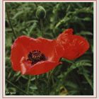 Roter Mohn