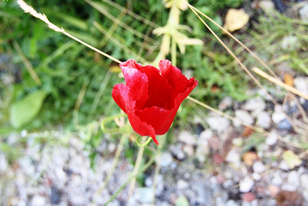 roter Mohn