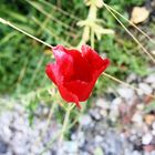 roter Mohn