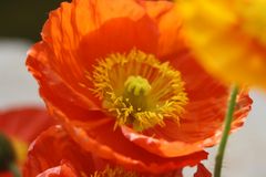 roter Mohn