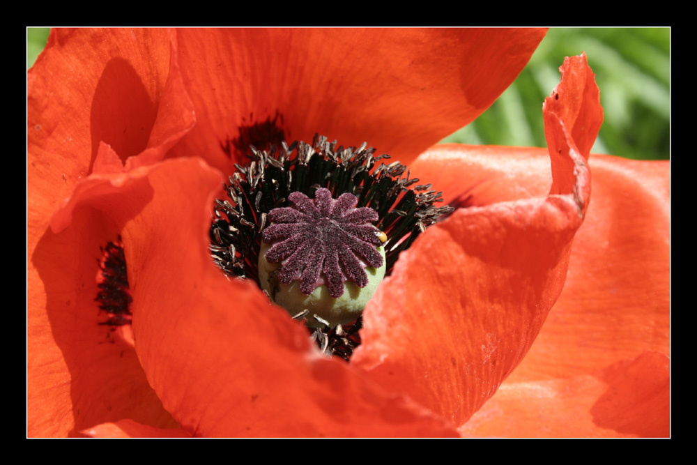 Roter Mohn