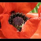 Roter Mohn