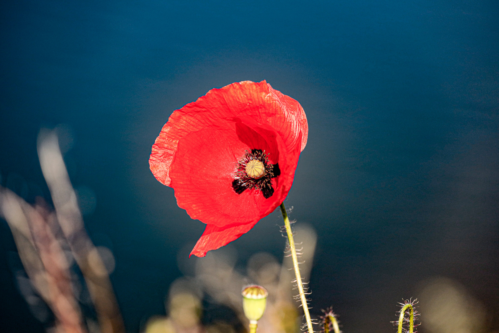 "Roter Mohn"