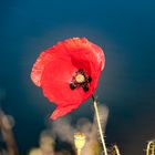 "Roter Mohn"