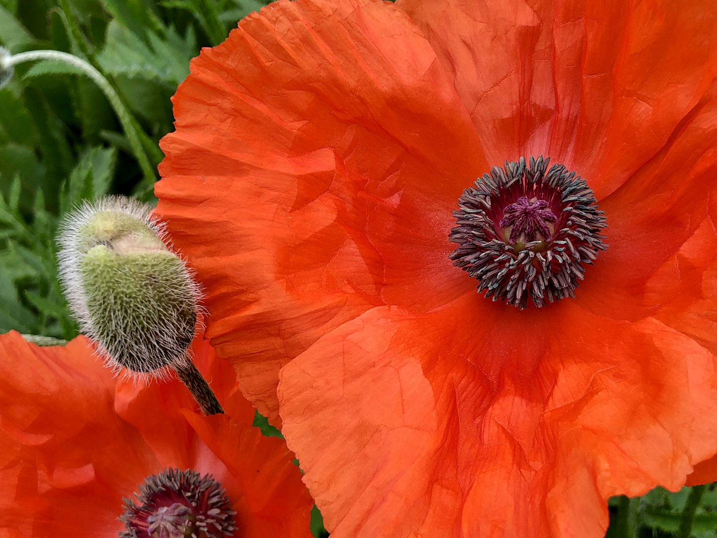 Roter Mohn