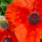 Roter Mohn