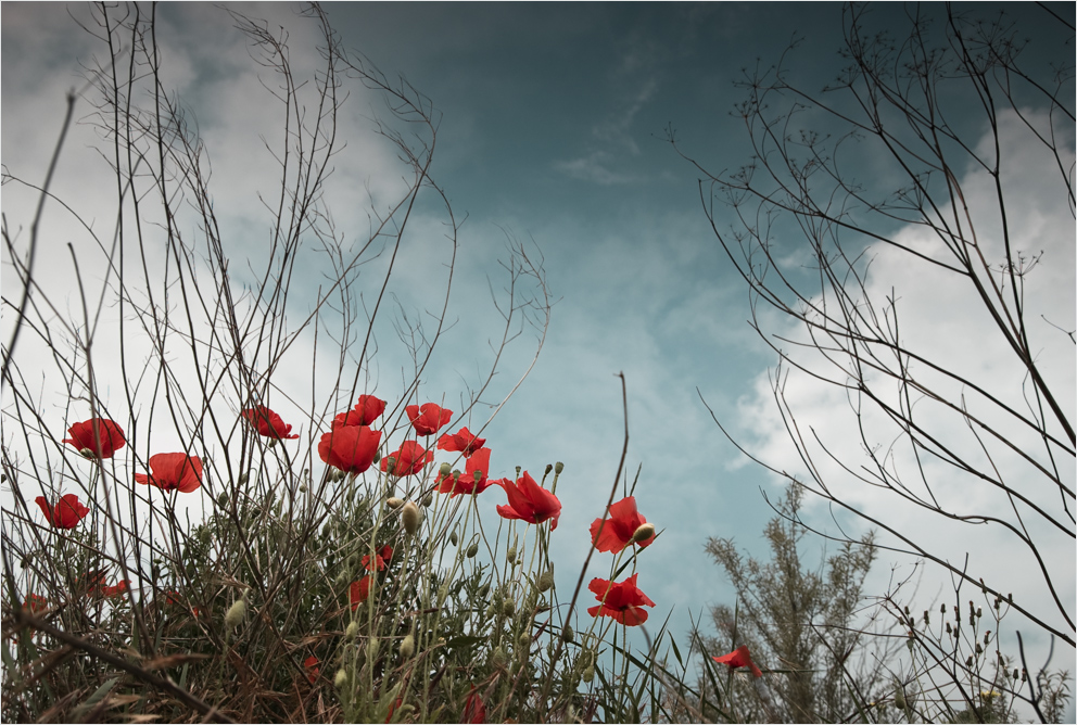 Roter Mohn