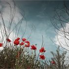 Roter Mohn