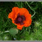 Roter Mohn