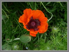 Roter Mohn