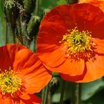 Roter Mohn