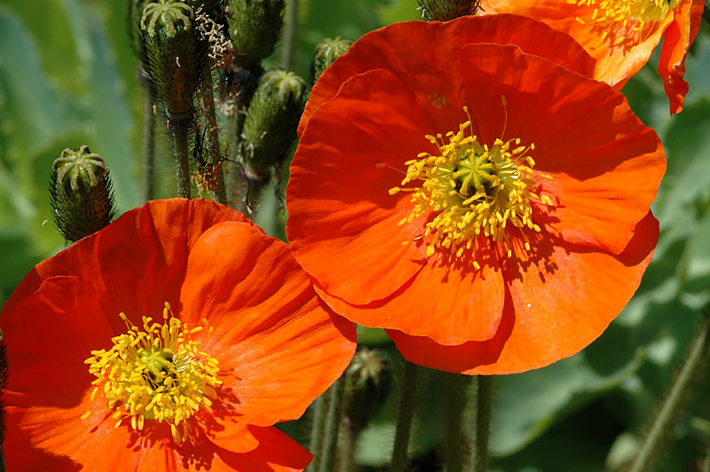 Roter Mohn