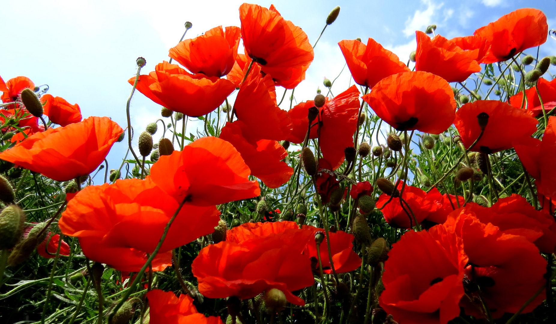 &amp;quot;Roter Mohn...&amp;quot; Foto &amp; Bild | pflanzen, blüten, natur Bilder auf ...