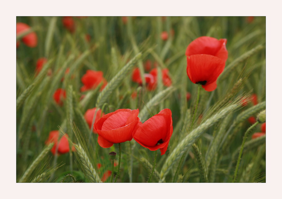 Roter Mohn