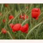 Roter Mohn