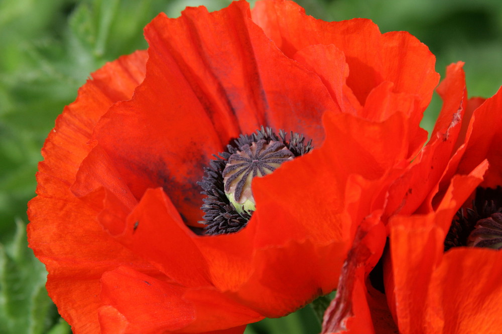 roter Mohn....