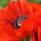 roter Mohn....