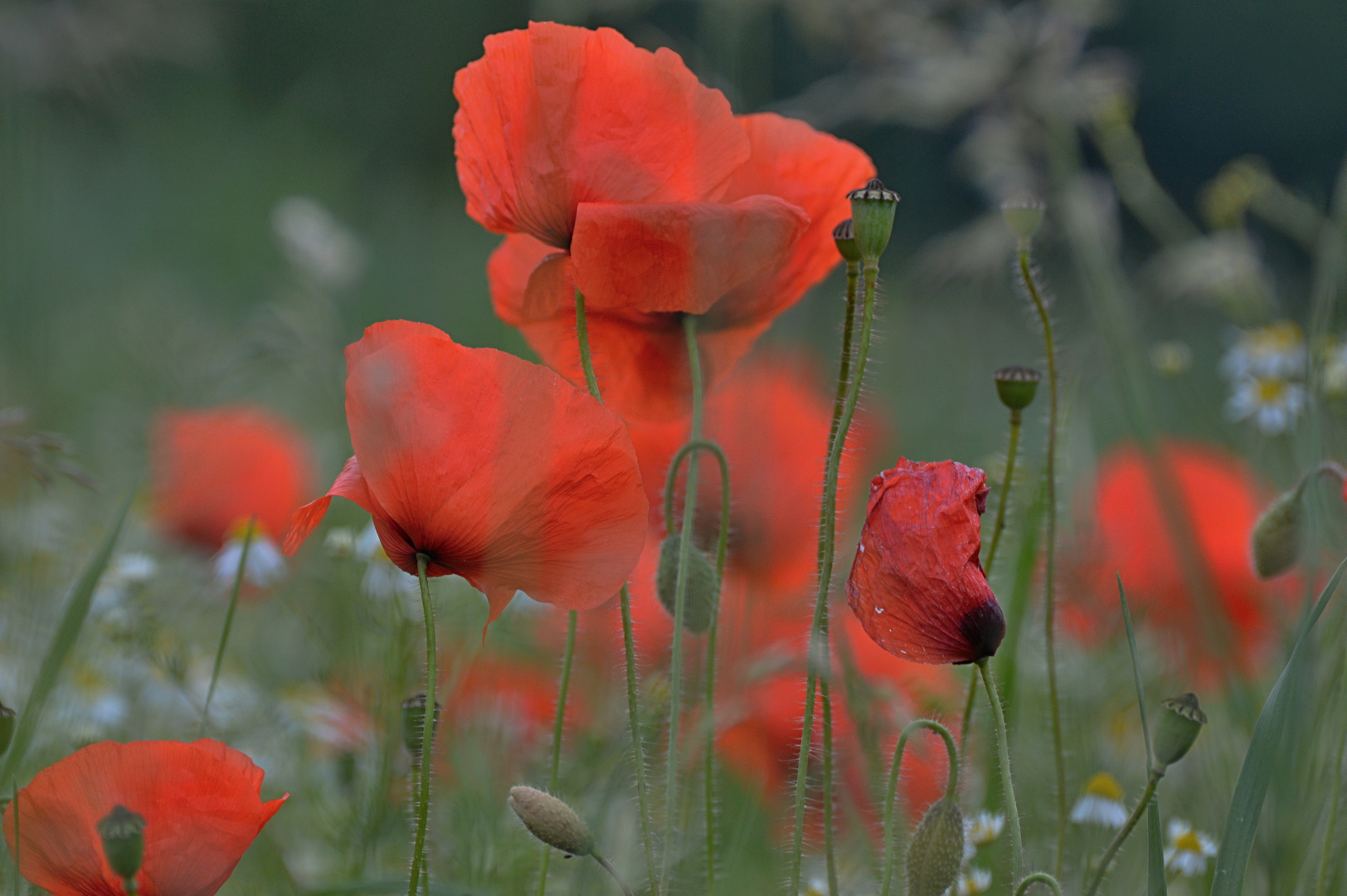 *** roter mohn ***