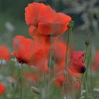 *** roter mohn ***