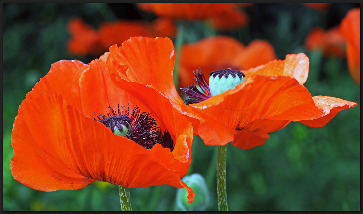 Roter Mohn