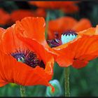 Roter Mohn