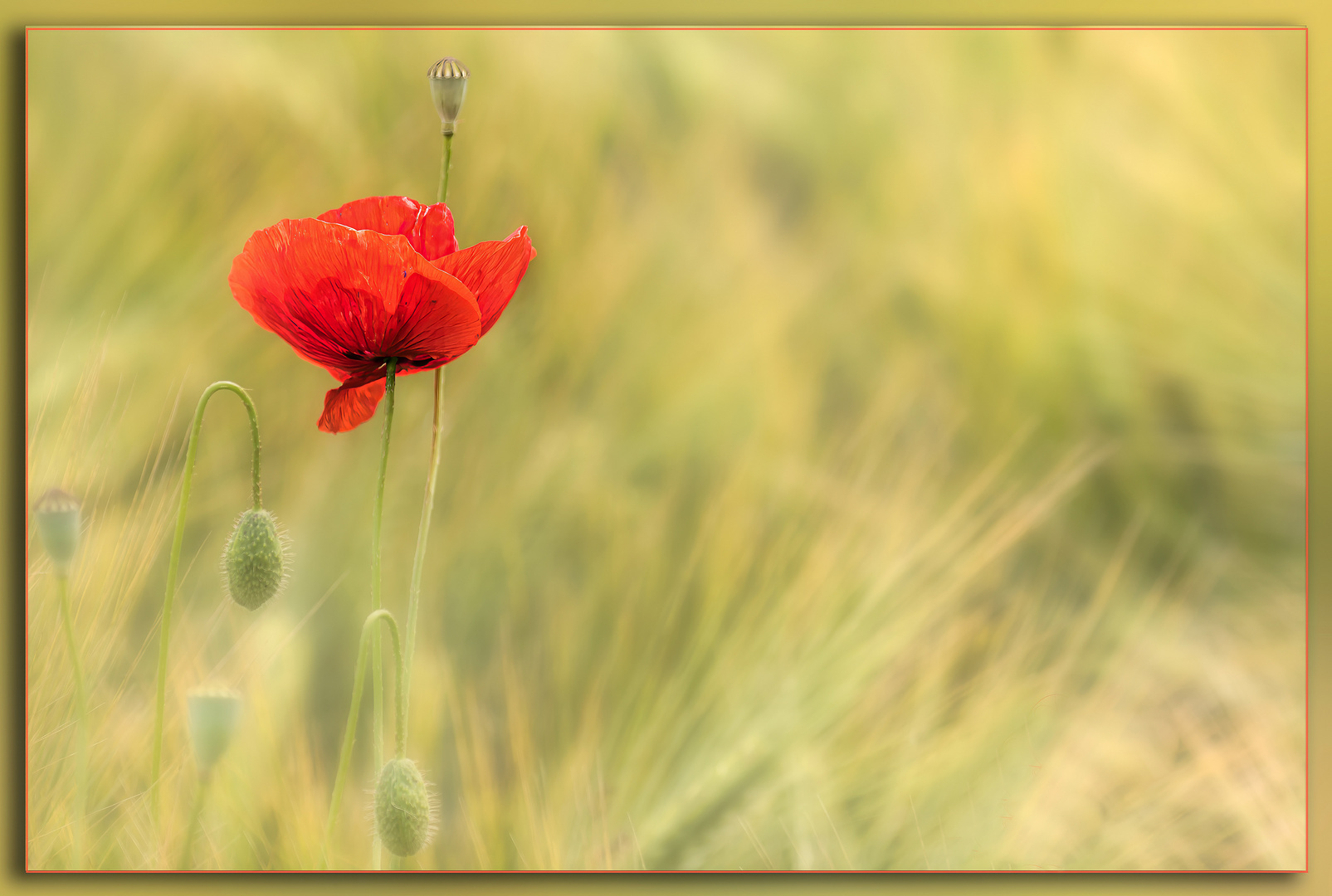 roter Mohn