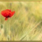 roter Mohn