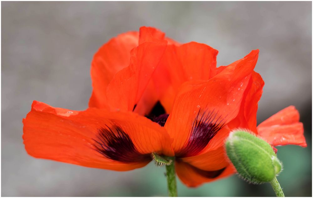 Roter Mohn