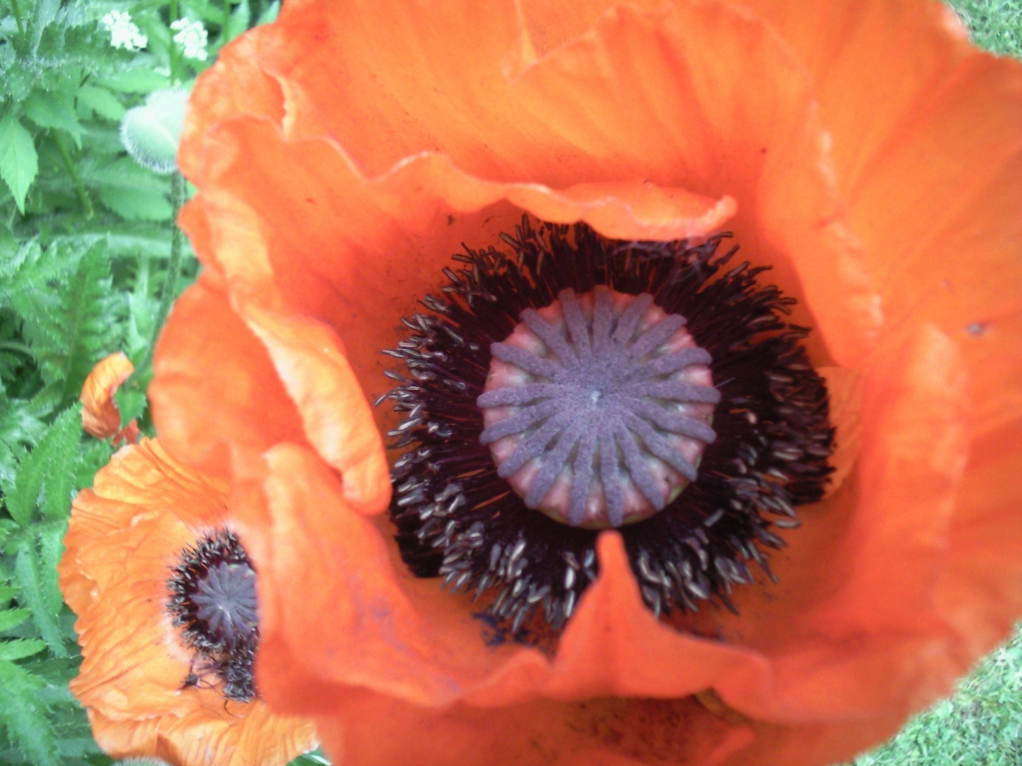 Roter Mohn