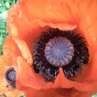 Roter Mohn