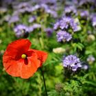 roter Mohn