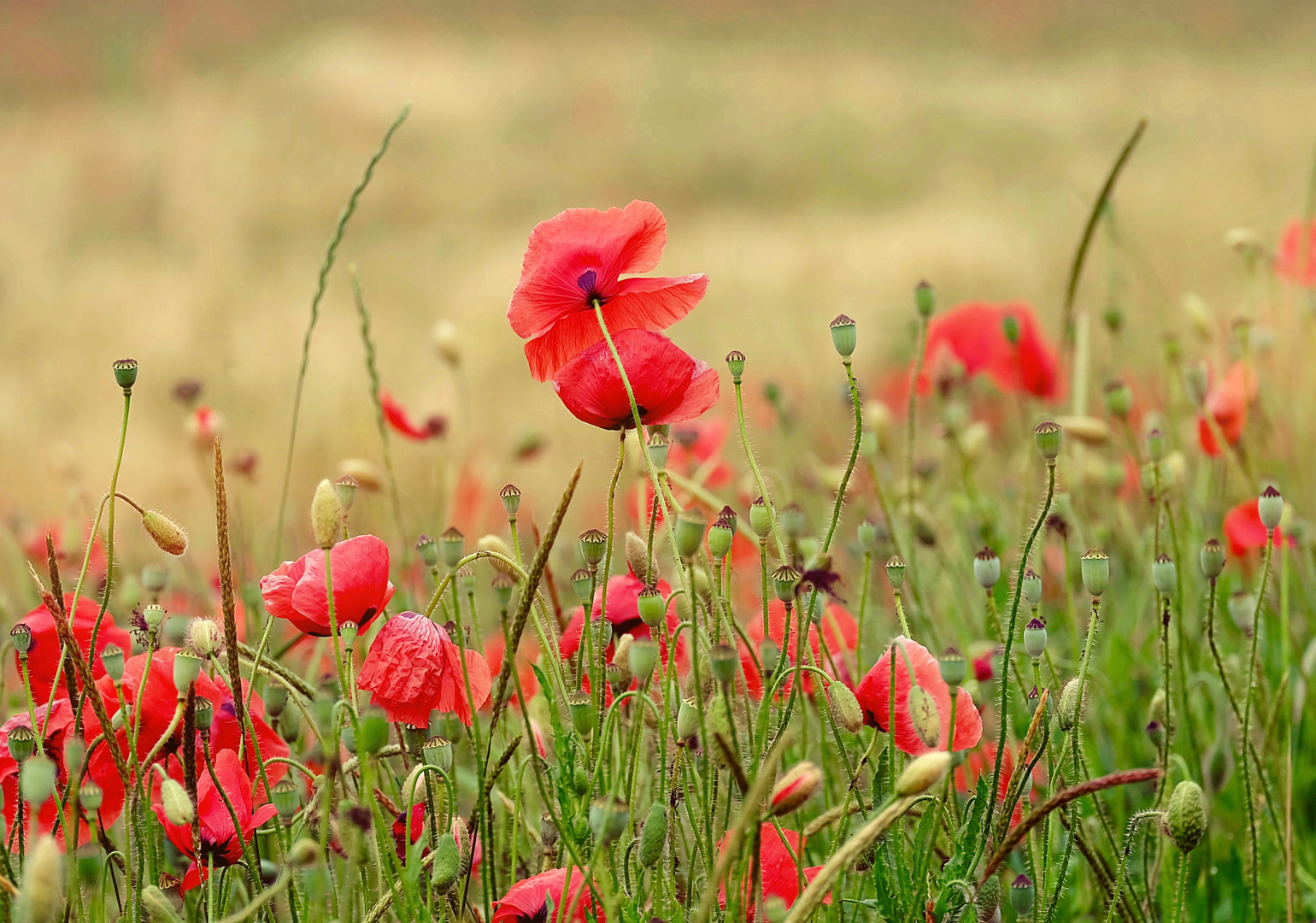 Roter Mohn