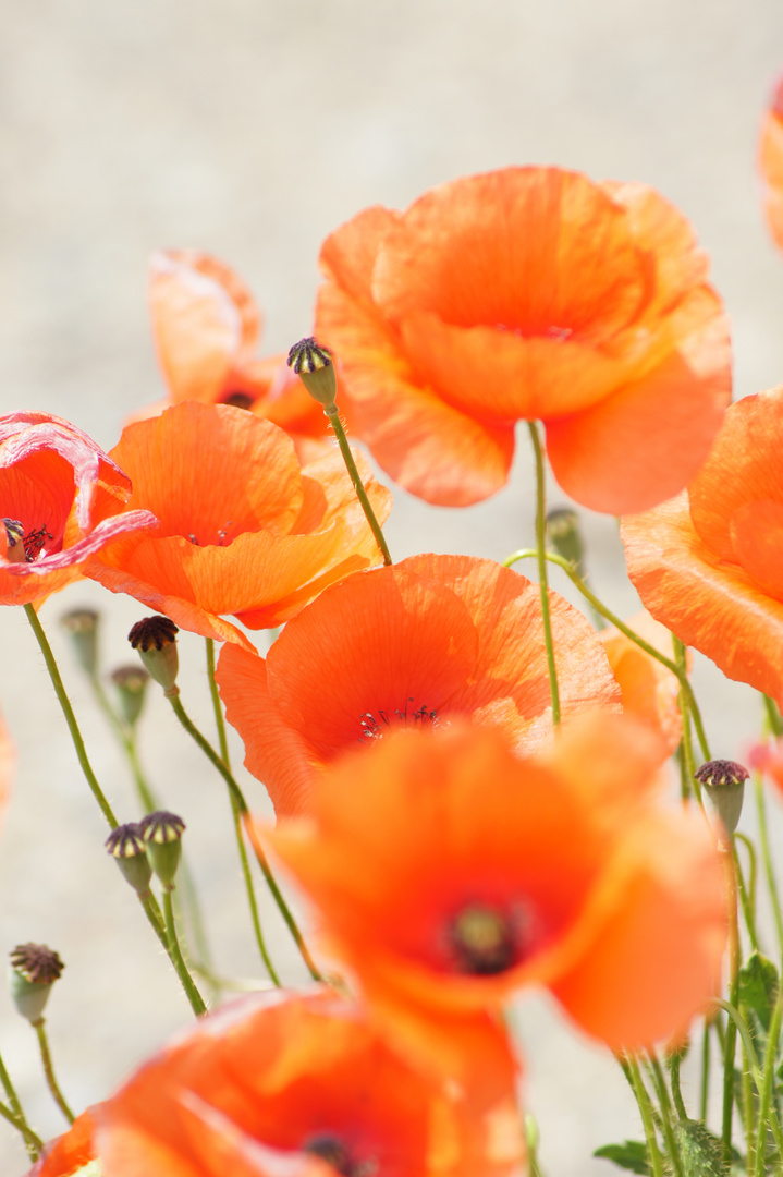 Roter Mohn