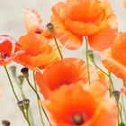 Roter Mohn