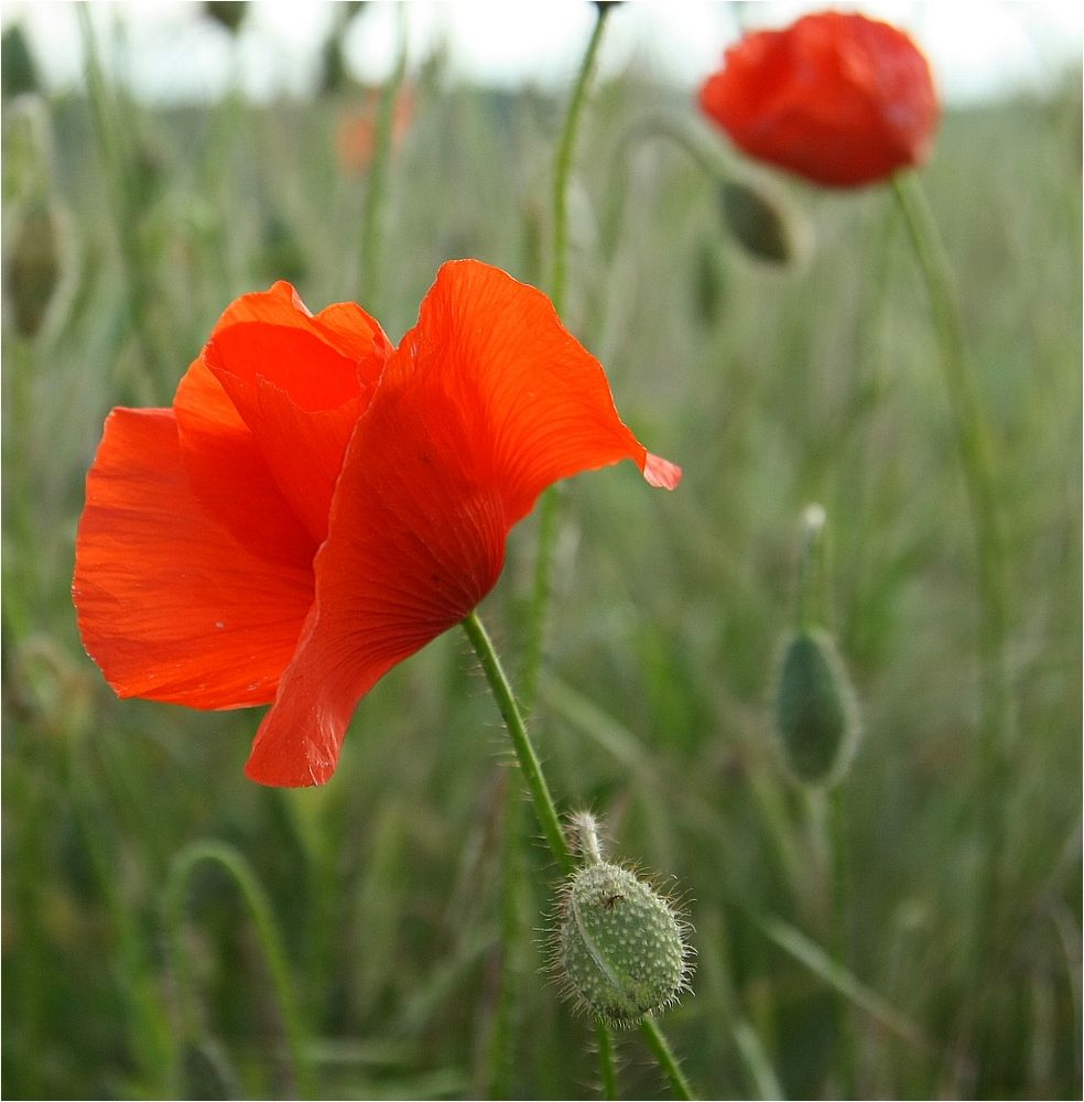 Roter Mohn