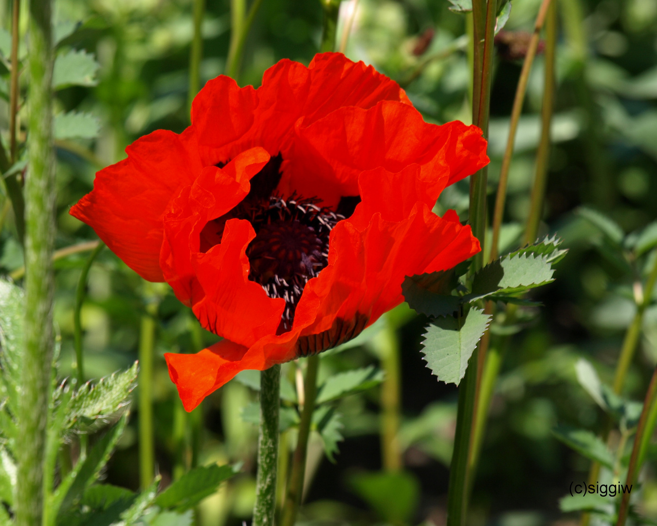 roter Mohn