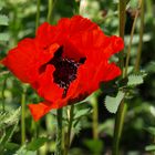 roter Mohn