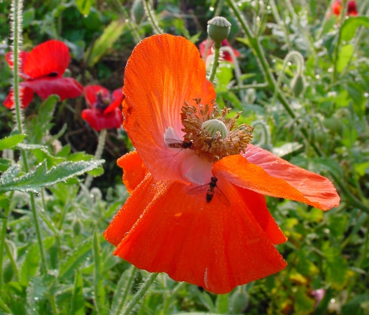 *Roter Mohn*