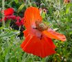 *Roter Mohn* von Elke A. W.