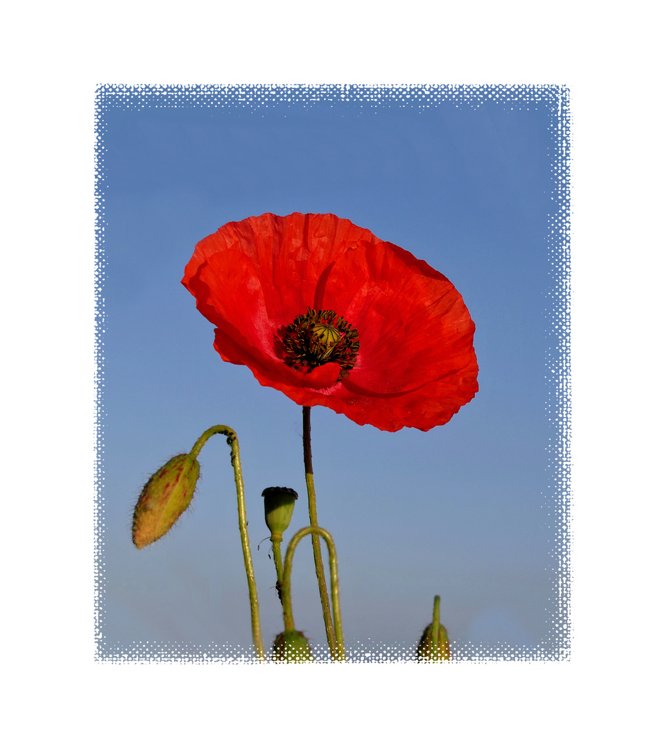 Roter Mohn