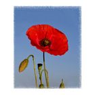 Roter Mohn