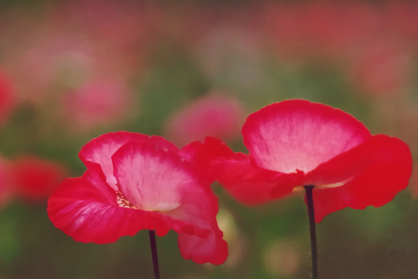 Roter Mohn